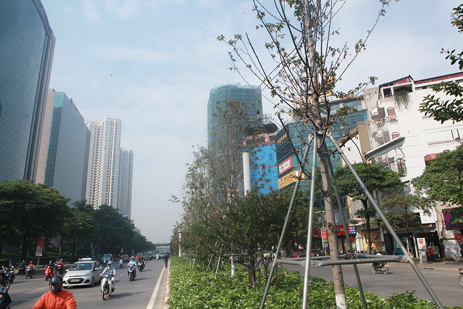 Tháng 7 năm ngoái, một số cây lá chuyển dần sang màu vàng bắt mắt. Tuy nhiên, năm nay, lá chưa vàng đã khô héo, một số cây đã chết được trồng thay thế.