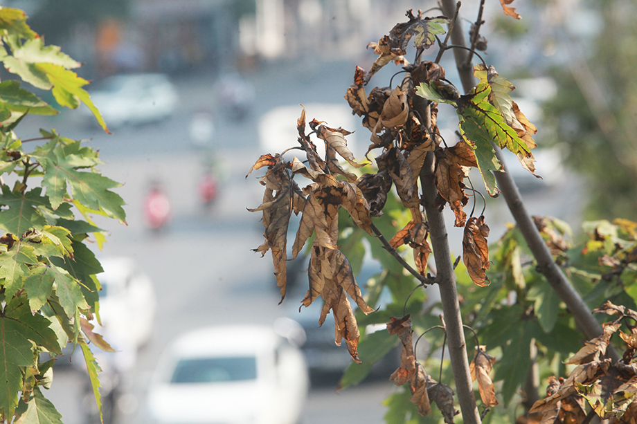 Cây phong lá đỏ là cây rụng lá vào mùa đông, trước khi rụng lá thì cây chuyển thành màu cam hoặc đỏ. Tuy nhiên, hàng phong lá đỏ ở Hà Nội đã khô héo, rụng khi lá chưa kịp chuyển màu vàng.