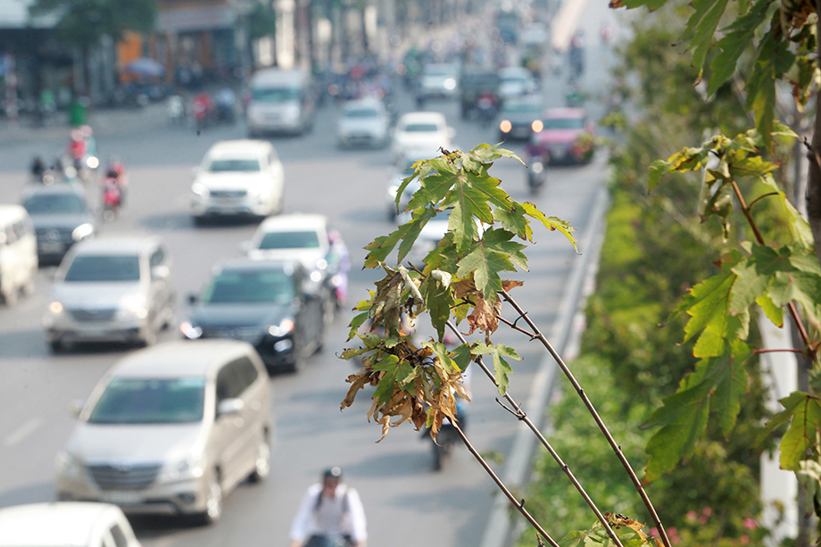 Các chuyên gia đã&nbsp;cảnh báo, cây phong lá đỏ nếu gặp thời tiết nắng cây có thể sẽ bị cháy và rụng hết lá.