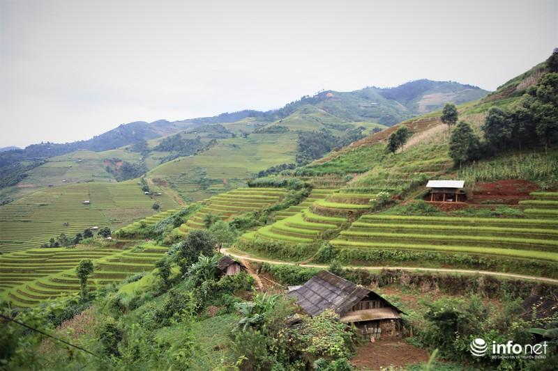 Chiêm ngưỡng đồi mâm xôi đẹp nổi tiếng trong mùa vàng ở Mù Cang Chải - 3