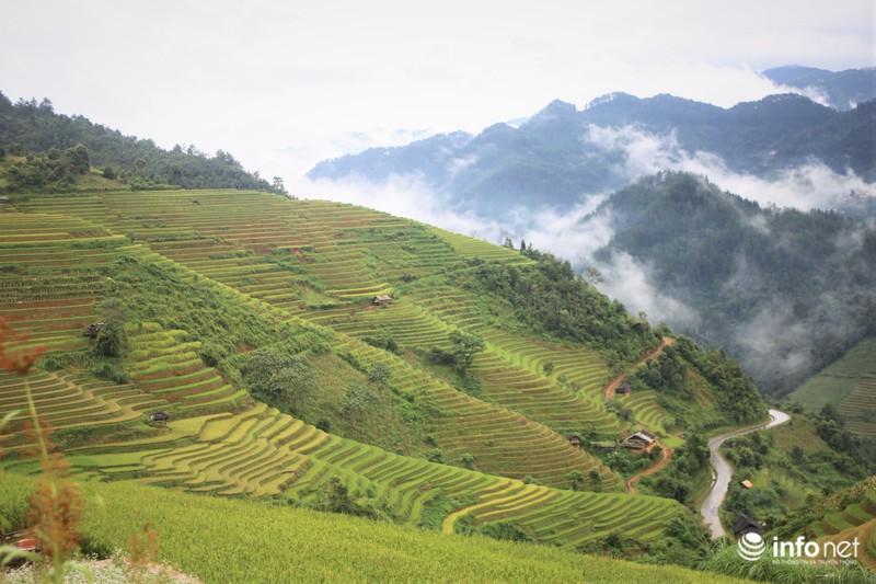 Chiêm ngưỡng đồi mâm xôi đẹp nổi tiếng trong mùa vàng ở Mù Cang Chải - 1