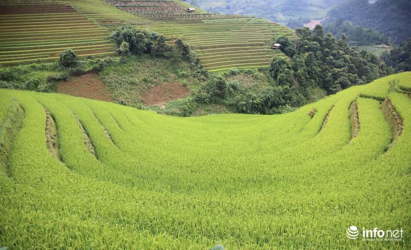 Chiêm ngưỡng đồi mâm xôi đẹp nổi tiếng trong mùa vàng ở Mù Cang Chải - 2