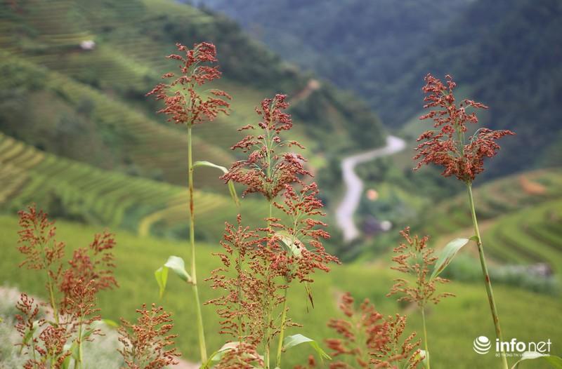 Chiêm ngưỡng đồi mâm xôi đẹp nổi tiếng trong mùa vàng ở Mù Cang Chải - 4