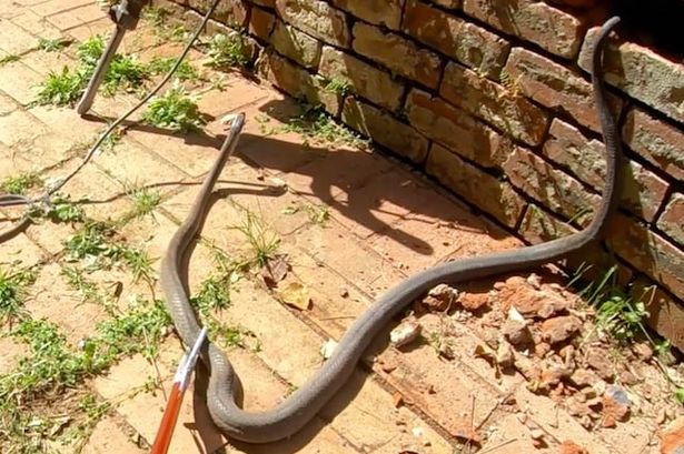 Con rắn mamba có kích thước xưa nay hiếm gặp.