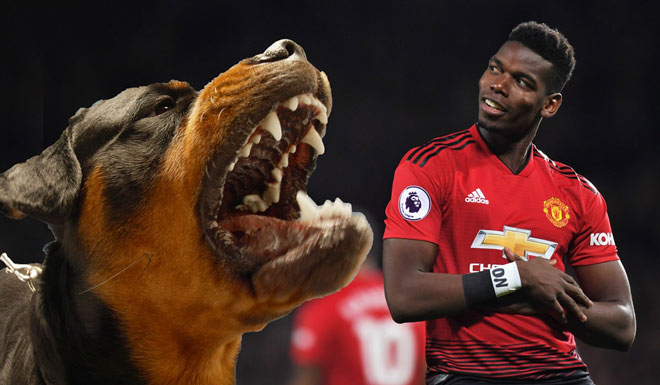 Pogba mua chú chó có giá trị hơn 400 triệu đồng