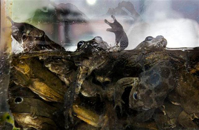 Những chú ếch sống tại Hồ Titicaca. Ảnh minh họa
