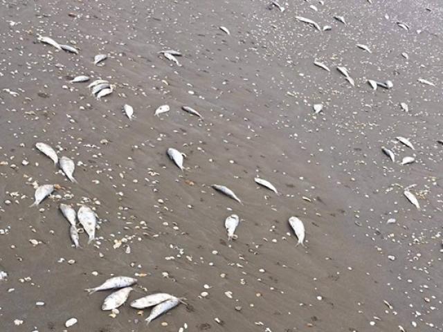 Hàng tấn cá chết trắng dọc 4km bờ biển Hà Tĩnh