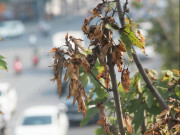 Tin tức trong ngày - Phong lá đỏ chưa kịp đỏ đã héo khô ở Hà Nội: Chuyên gia lý giải nguyên nhân