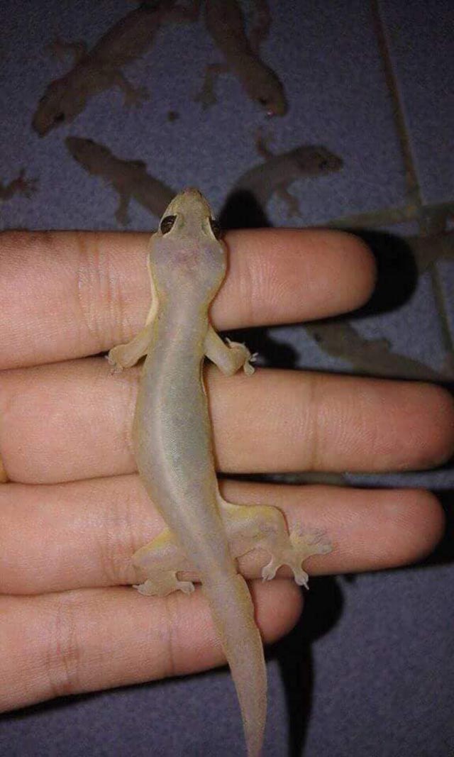 Đặc sản thằn lằn khô bốc mùi hôi thối khiến thực khách chạy "té khói" - 2