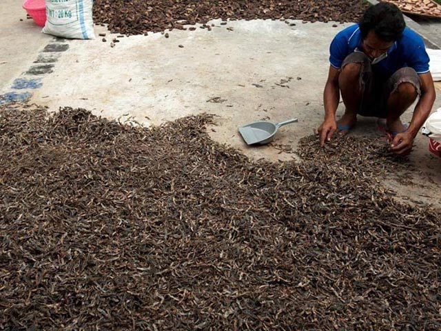 Đặc sản thằn lằn khô bốc mùi hôi thối khiến thực khách chạy "té khói" - 5