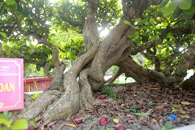 Vị đại gia phải chi hàng trăm triệu để mua cây bonsai này