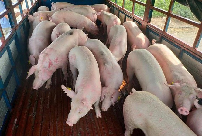 Hàng nghìn con lợn từ Thái Lan vừa được&nbsp;nhập về Việt Nam