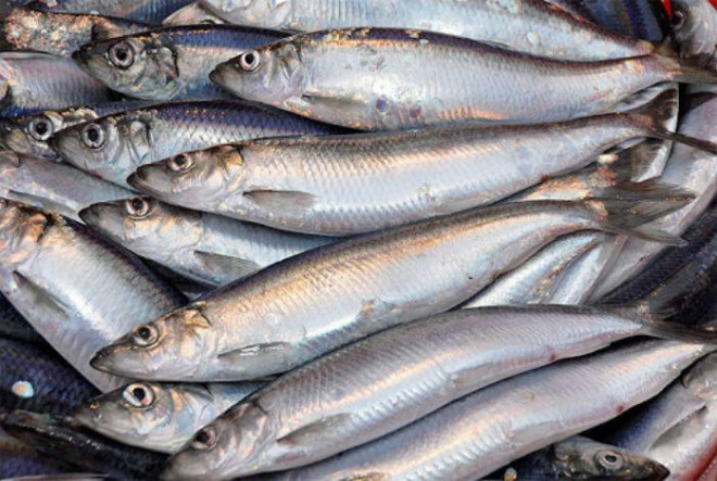 8 loại cá "đại bổ" giàu chất dinh dưỡng bậc nhất, vừa ngon vừa rẻ có rất nhiều ở Việt Nam - 4
