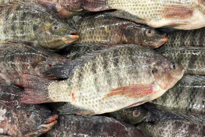 8 loại cá "đại bổ" giàu chất dinh dưỡng bậc nhất, vừa ngon vừa rẻ có rất nhiều ở Việt Nam - 6