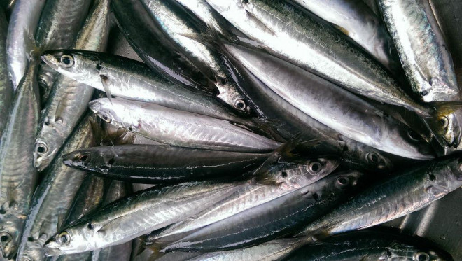 8 loại cá "đại bổ" giàu chất dinh dưỡng bậc nhất, vừa ngon vừa rẻ có rất nhiều ở Việt Nam - 9