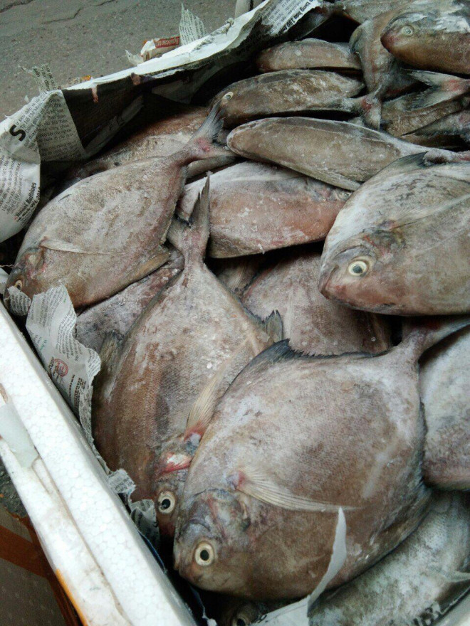 8 loại cá "đại bổ" giàu chất dinh dưỡng bậc nhất, vừa ngon vừa rẻ có rất nhiều ở Việt Nam - 8