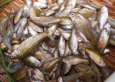 8 loại cá "đại bổ" giàu chất dinh dưỡng bậc nhất, vừa ngon vừa rẻ có rất nhiều ở Việt Nam - 3