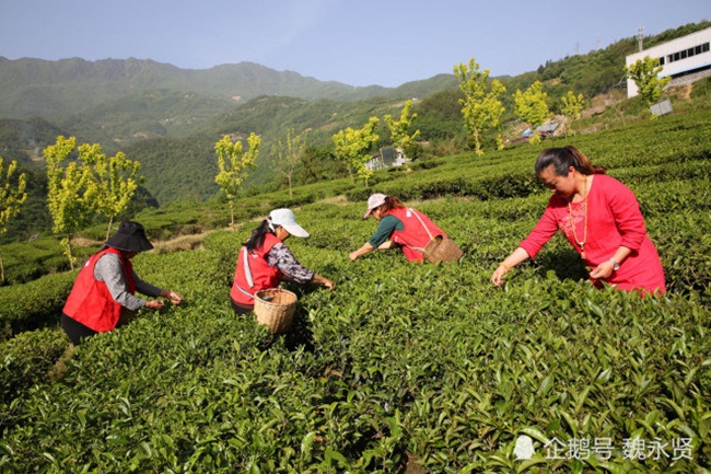 Sinh ra ở vùng quê có loại trà nổi tiếng, người phụ nữ này đã trồng cây chè ở một vùng đất mới và đưa về nguồn thu lớn.
