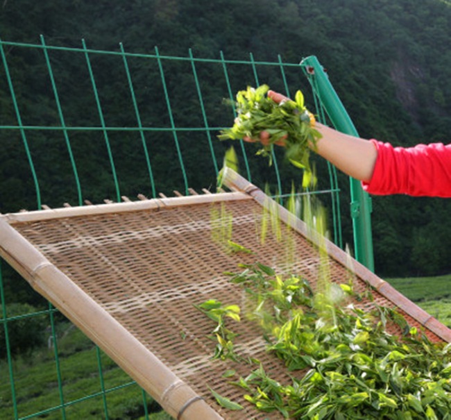 Cô Trần&nbsp;trải lá chè mới hái trên tấm đan bằng tre để lá có thể hấp thụ ánh sáng mặt trời.&nbsp;
