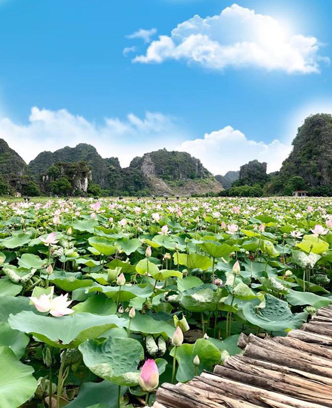 Đầm sen thơm ngát, nổi bật giữa non nước Ninh Bình.