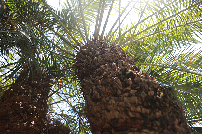 Cây thiên tuế: có tên khoa học là Cycas revoluta thuộc họ thực vật cycadaceae. Nguồn gốc chủ yếu của loài cây này là các nước Châu Á nhiệt đới&nbsp;
