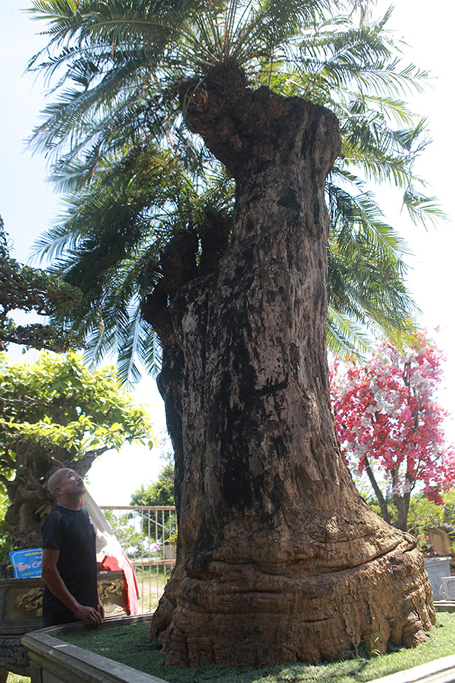 Được biết cây thiên tuế này sống ở vùng núi cao Phú Yên được hơn 30 công nhân khai thác, vận chuyển xuống đồng bằng. Cây có tuổi đời khoảng 1000 năm tuổi
