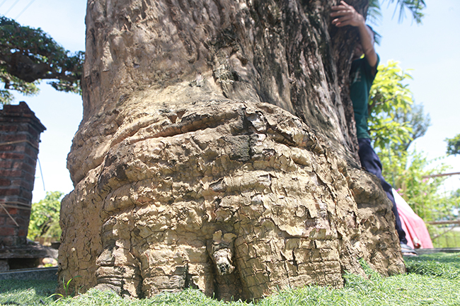 Những vết vằn dưới gốc là dấu tích của những năm tháng cây mọc trên núi
