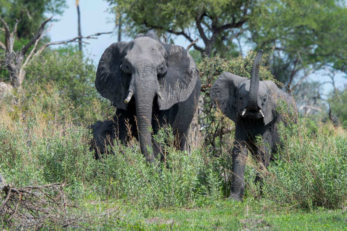 Botswana hiện đang là nơi ở của 1/3 số voi tại châu Phi (Ảnh: Wolfgang Kaehler)