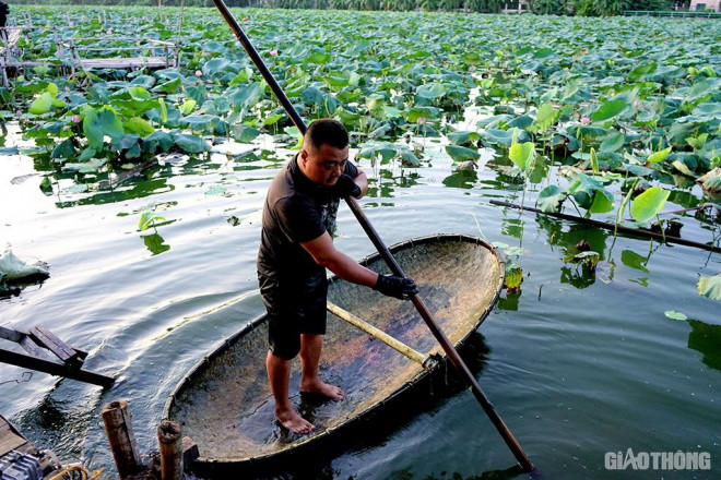 Trung bình mỗi đầm sen tại Hồ Tây thường thuê 8-10 nhân công cho việc hái hoa. Trong đó, chủ yếu sẽ là đàn ông vì việc hái sen cần đến sức khỏe kết hợp với sự khéo léo để có thể di chuyển khắp đầm sen.