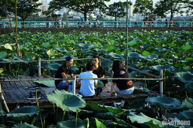 Ngoài cung cấp hoa sen tươi, chị Xuân còn cung cấp thêm dịch vụ thưởng trà ngay tại đầm dành cho những khách quen.