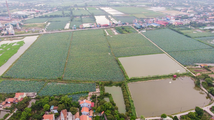 Huyện Duy Tiên (Hà Nam) nổi tiếng là vựa sen lớn nhất miền Bắc với tổng diện tích 28 ha trồng sen trên địa bàn các xã Chuyên Ngoại, Mộc Nam và Mộc Bắc