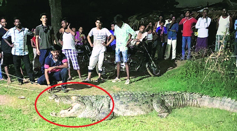 Con cá sấu dài 4 mét đã ẩn náu dưới sông hơn 7 năm. Ảnh: Indian Express