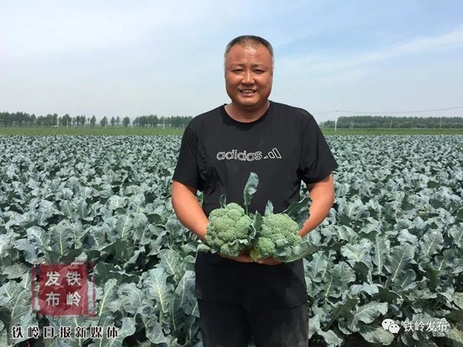 Anh Zhang (Liêu Ninh, Trung Quốc) trồng súp lơ trên mảnh đất rộng ở quê và đang vào vụ thu hoạch.
