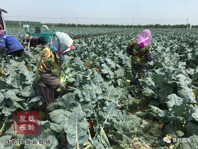 Từ ngày 13/6/2020, anh thuê nhân công thu hoạch súp lơ xanh để đem bán. Những người nhận thu hoạch làm việc trên cánh đồng từ 6h sáng đến 12h trưa.&nbsp; Sau khi công nhân thu hoạch xong, họ sẽ đưa đến xe tải và mẹ của anh Zhang sẽ sắp xếp lên xe.
