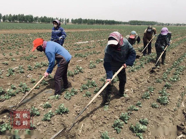 Năm ngoái, giá bán khoảng 1 nhân dân tệ/0,5kg, năm nay giá khoảng 2-3 nhân dân tệ/0,5kg.&nbsp;
