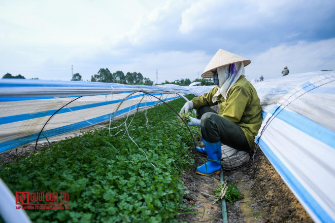 Cứ đều đặn 18/24h mỗi ngày, người dân trong vùng lại ra ruộng thu hoạch những loại rau xanh, hoa màu để vận chuyển tới chợ đầu mối trong vùng giao cho các tiểu thương từ các nơi đổ về thu mua.