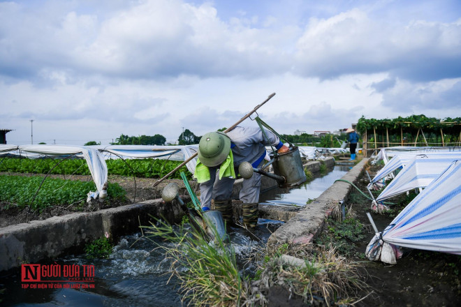 Theo các hộ dân khu Hòa Đình, dòng nước xung quanh các kênh mương ở đây bị ô nhiễm từ lúc đô thị hóa phát triển. Nhiều dự án công trình mọc lên, khiến ao, hồ trữ nước bị thu hẹp dần, nước tưới tiêu phải lấy từ các kênh mương bị nước thải nhiễm đầy hóa chất độc hại không qua xử lý của làng nghề giấy Phong Khê, xả thẳng ra dòng sông Ngũ Huyện Khê ngay cạnh khu Hòa Đình, sau đó chảy tràn vào các hệ thống kênh mương thủy lợi của bà con nơi đây.