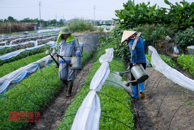 Tuy biết là ô nhiễm độc hại là vậy, nhưng người dân trồng rau ở Hòa Đình vẫn phải lấy nguồn nước thải ở Phong Khê vào trong khu đồng để tưới tiêu cho toàn bộ rau trong vùng. Ngoài việc dùng nước thải để tưới cây, những hộ trồng rau ở đây còn phải dùng chính nguồn nước này để rửa rau sau khi thu hoạch.