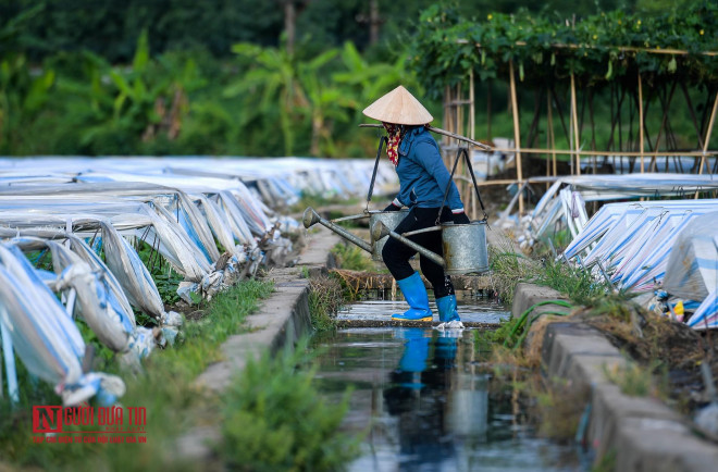 "Sống chung với lũ", bà Nguyễn Thị H. (Hòa Đình, phường Võ Cường) cho biết:"Mấy hôm nay có mưa nên nước cũng đỡ bẩn hơn chứ mấy hôm nắng nóng kéo dài hôi thối không chịu được. Bên cạnh đó, nguồn nước thải ảnh hưởng trực tiếp đến tôi cũng như những người dân nới đây nhưng cực chẳng đã, không dùng nước này chúng tôi cũng không biết lấy nước ở đâu nữa cả".