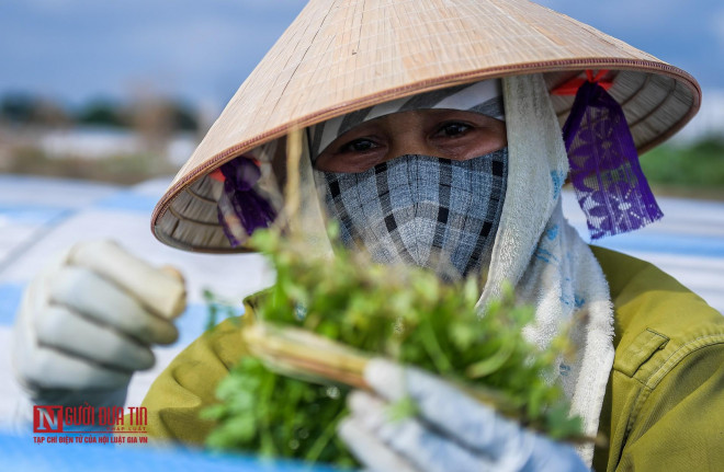 Trên tay mớ rau thơm xanh tốt được "tắm" nguồn nước ô nhiễm, bà Nguyễn Thị T. ngán ngẩm: "Việc ô nhiễm này đã diễn ra từ lâu, người dân cũng có báo lên chính quyền nhưng hiện tại vẫn như vậy, sớm mong các cấp giúp bà con chúng tôi đỡ khổ hơn".