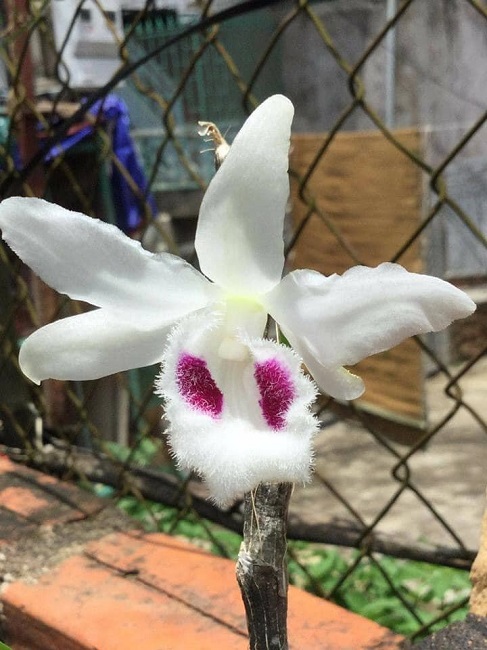 Cây lan biến đổi gene tự nhiên với bông hoa có&nbsp;màu sắc độc nhất vô nhị tại Việt Nam.