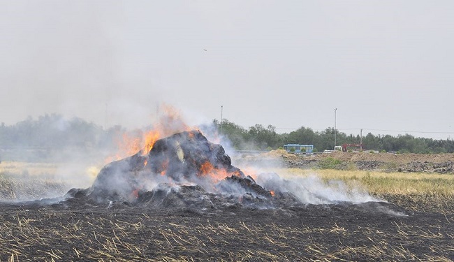 Tình trạng đốt bỏ rơm ngay tại cánh đồng gây ô nhiễm không khí, mất an toàn giao thông và gây lãng phí.