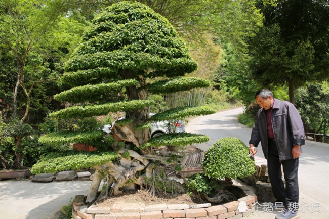 Sau khi nghỉ hữu, người đàn ông này vui thú điền viên, trồng được cây bon sai quý trong 20 năm. Hiện nay, có người trả giá khá đắt để mua.
