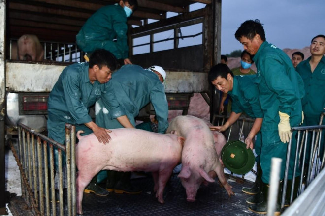 Cần bỏ bớt khâu kiểm dịch và hỗ trợ vận chuyển liên vận các nước là những đề xuất của DN nhập khẩu để gỡ khó cho việc đưa lợn sống về Việt Nam. Ảnh: Văn Giang.