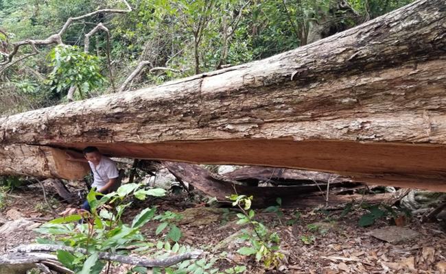 Giáng chân hương có màu tím đỏ, loại cao cấp có một lớp màng “hoàng dược” khá dày bên ngoài. Tuy nhiên, loại hương liệu này ngày càng hiếm thấy trên thị trường.
