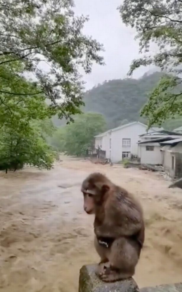 Con khi đứng chông chênh giữa dòng nước lũ.