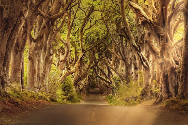 Dark Hedges, Bắc Ireland: Dark Hedges nằm dọc trên một con đường nhỏ yên tĩnh Bregagh, gần ngôi làng Armoy ở Bắc Ireland. Con đường đẹp ma mị này được bảo vệ bởi hàng cây sồi dọc hai bên do gia đình Stuart trồng vào những năm 1750.
