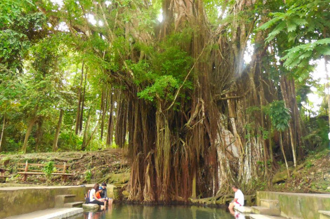 Cây bồ đề, Siquijor, Philippines: Cây bồ đề hơn 400 năm tuổi ở tỉnh Siquijor được cho là rất linh thiêng. Du khách và người dân địa phương thường ngâm chân dưới dòng suối gần gốc cây đề vì nơi đây có nhiều cá rỉa chân.
