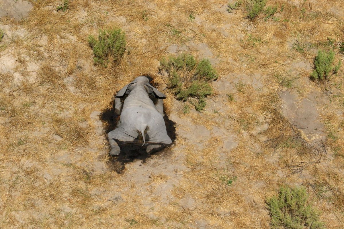Hàng trăm con voi chết bí ẩn ở Botswana có thể là do một loại virus mới, theo chuyên gia (ảnh: Daily Mail)