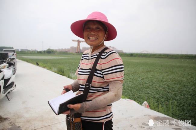 Chị Vương Trung Nữ trồng củ ấu trên diện tích nhiều ha. Hằng ngày, có hơn 10 người đến thu hoạch củ ấu.
